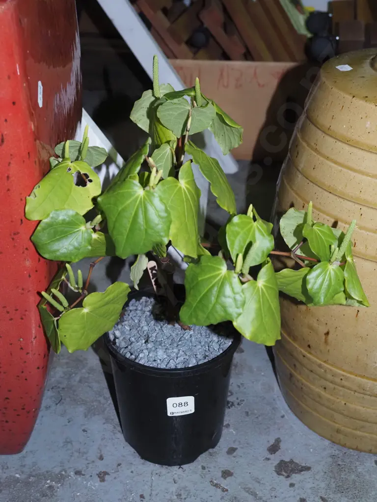 potted kawakawa Image 1++