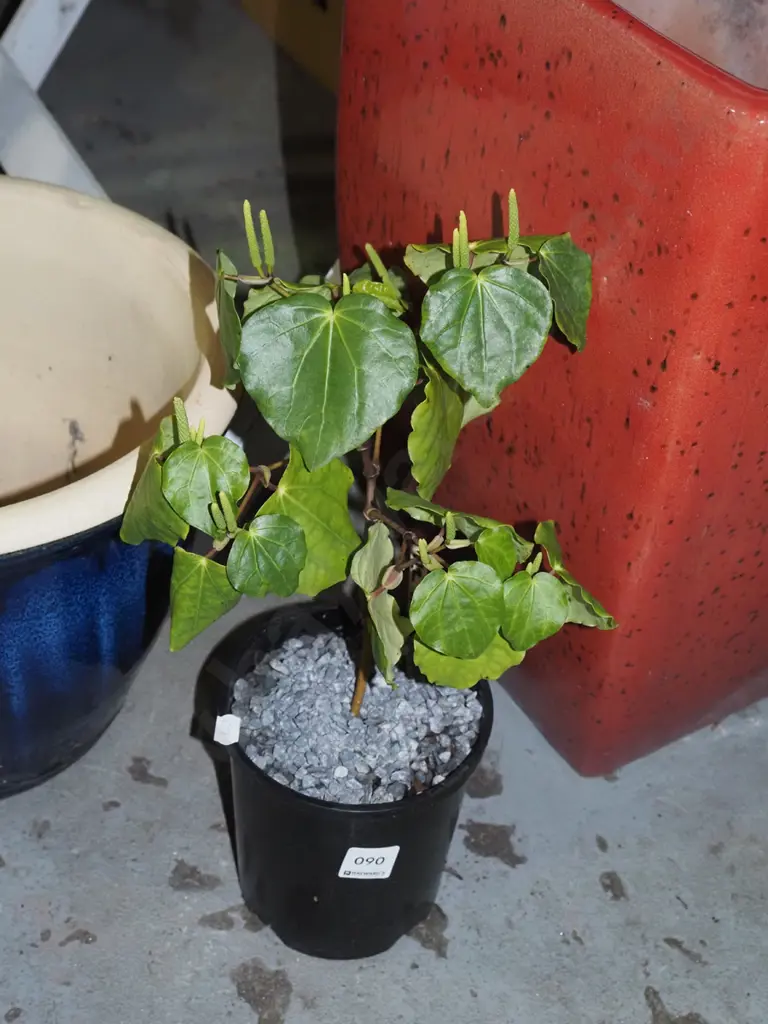 potted kawakawa Image 1++