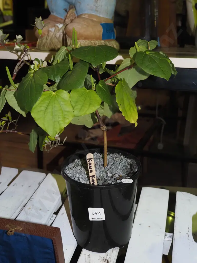 potted kawakawa Image 1++