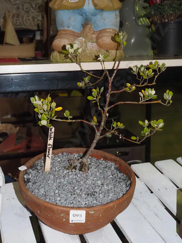 correa bonsai with white flowers in terracotta Image 1++