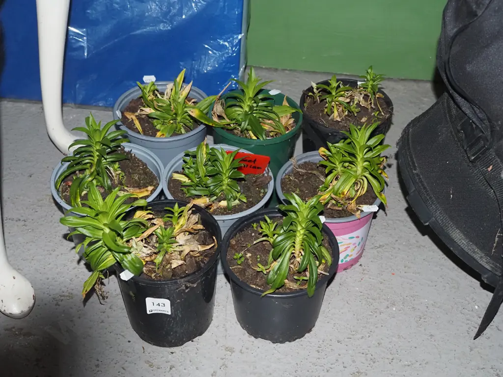 8x potted sweet Williams Image 1++
