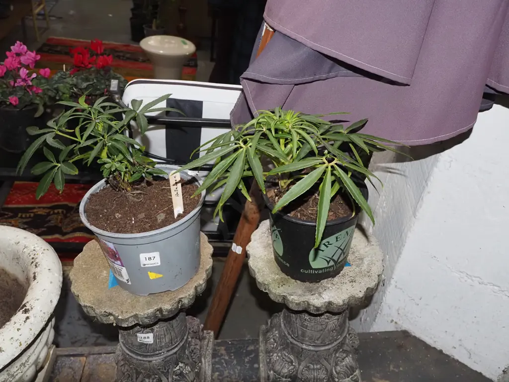 2x potted hellebore Image 1++