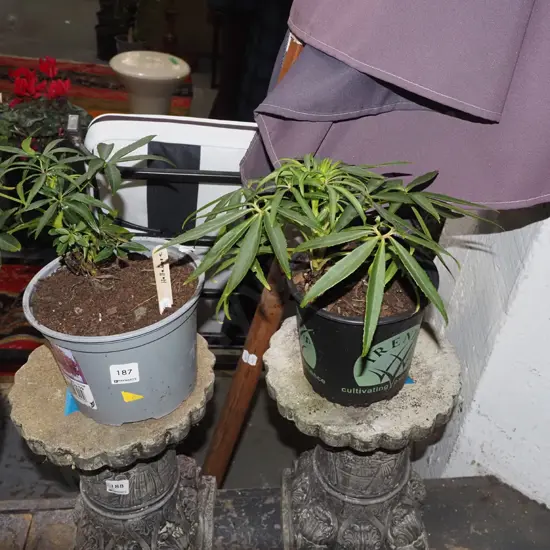 2x potted hellebore
