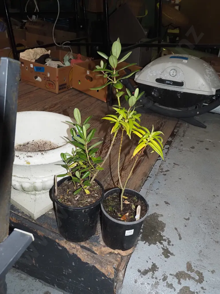 2x potted hebes Image 1++