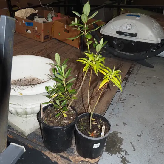 2x potted hebes