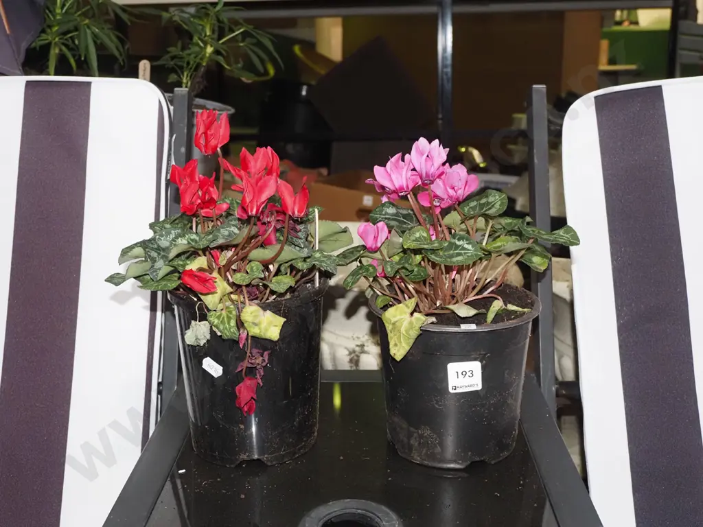 potted red and pink cyclamens Image 1++