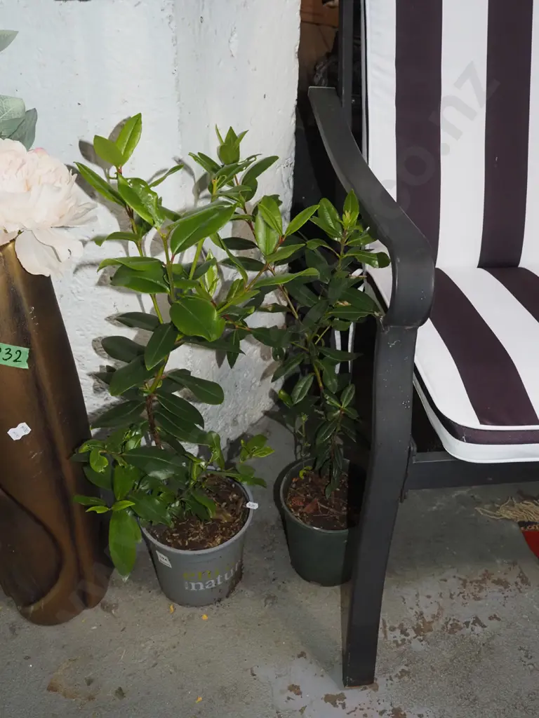 2x potted pohutukawa Image 1++