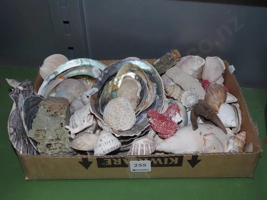 tray; various seashells Image 1++