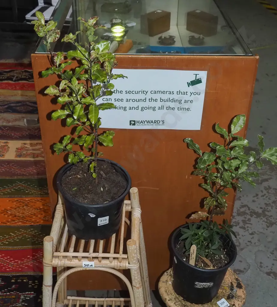 2x potted koro Image 1++