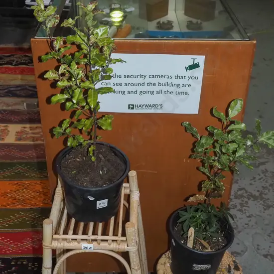 2x potted koro