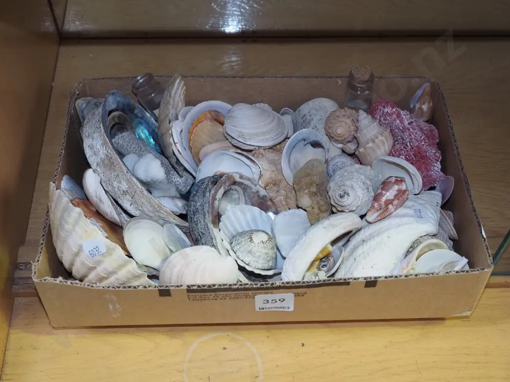 box of seashells Image 1++