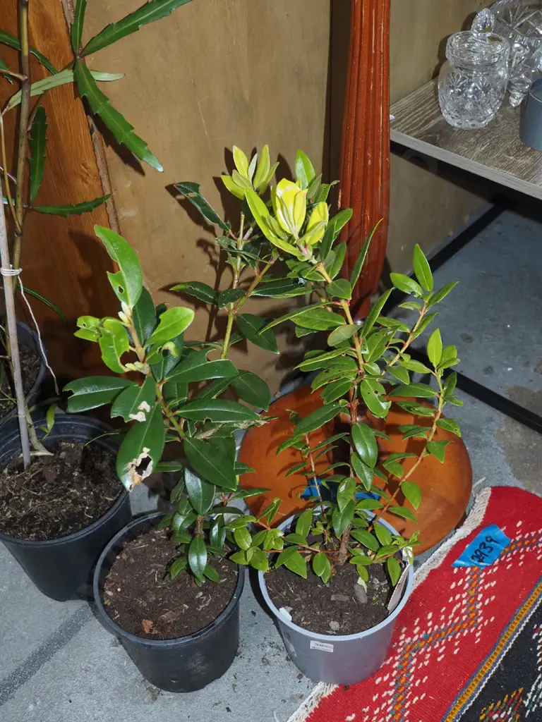 2x potted pohutukawa Image 1++