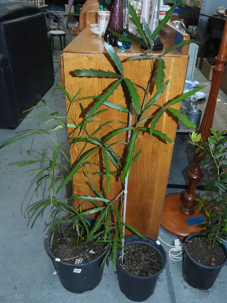 2x potted lancewoods Image 1++