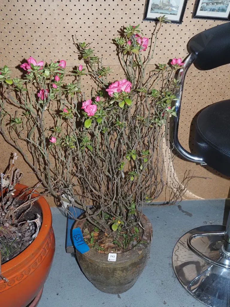 camelia in terracotta planter Planter H-240 Image 1++
