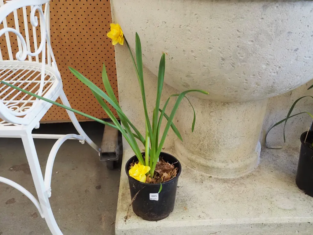 potted yellow daffodils Image 1++