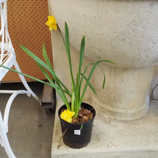 potted yellow daffodils