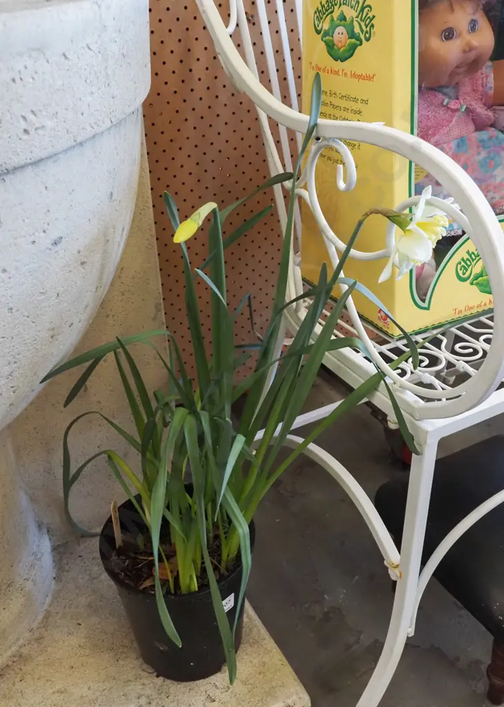 potted daffodils Image 1++