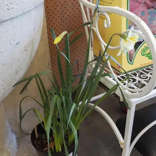 potted daffodils