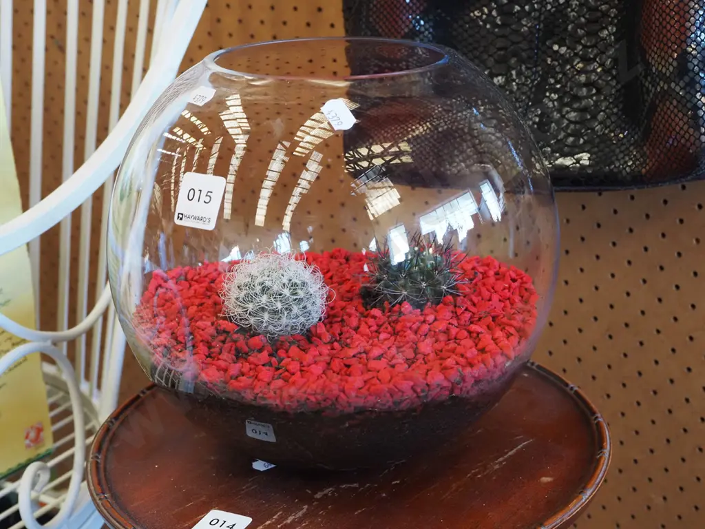 glass bowl/vase with red stones and cacti Image 1++