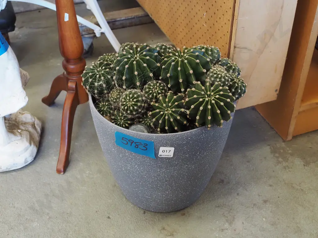 cacti in grey plastic planter Image 1++
