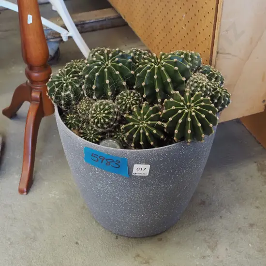 cacti in grey plastic planter