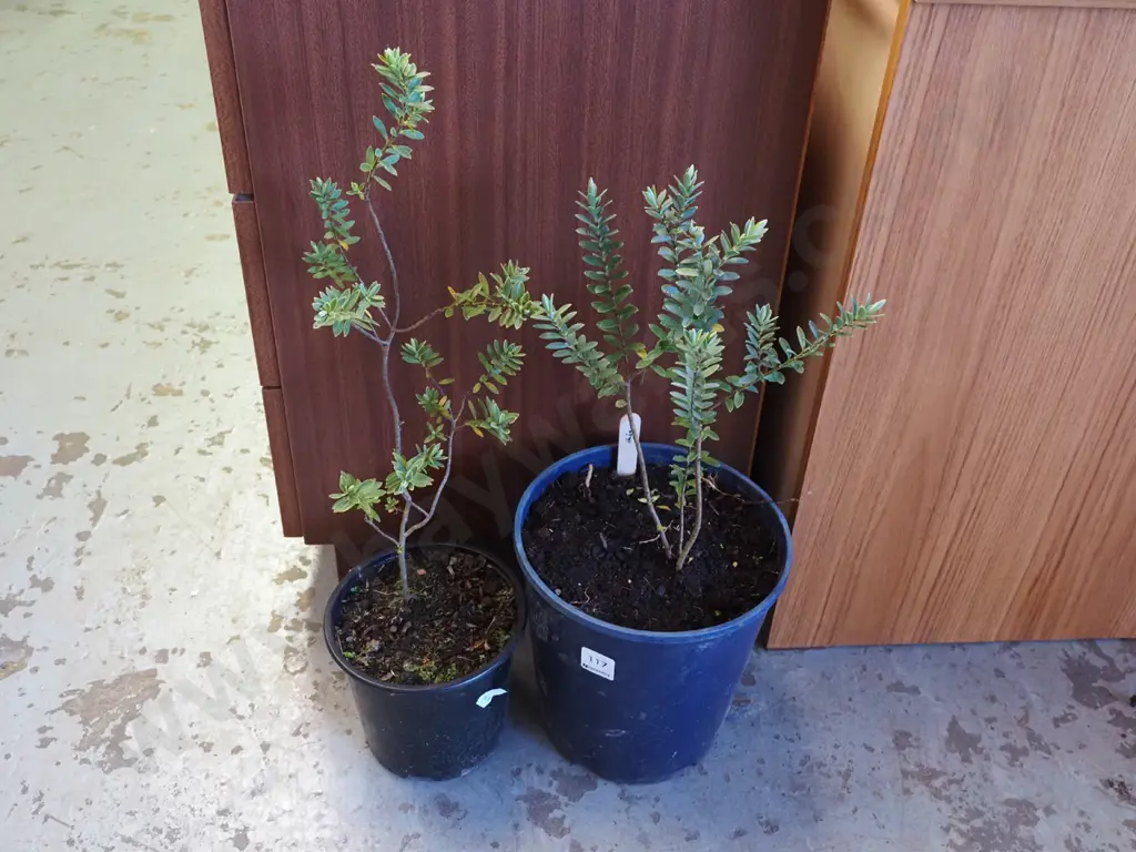 2x potted hebes Image 1++