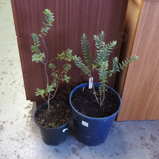 2x potted hebes