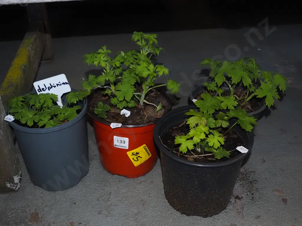 4x potted delphiniums Image 1++