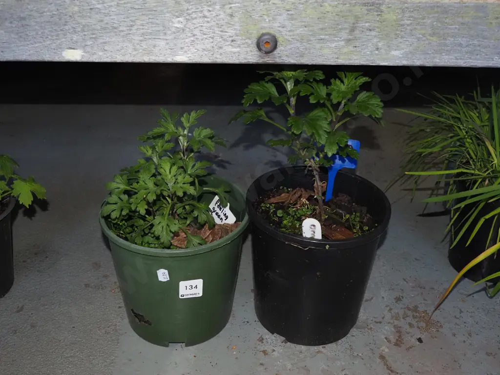 2x potted chrysanthemums Image 1++