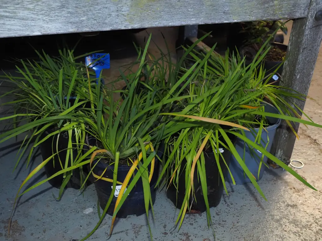 7x potted yellow eyed grasses Image 1++