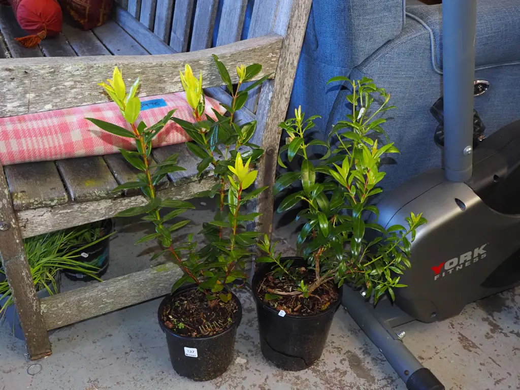 2x potted pohutukawa Image 1++