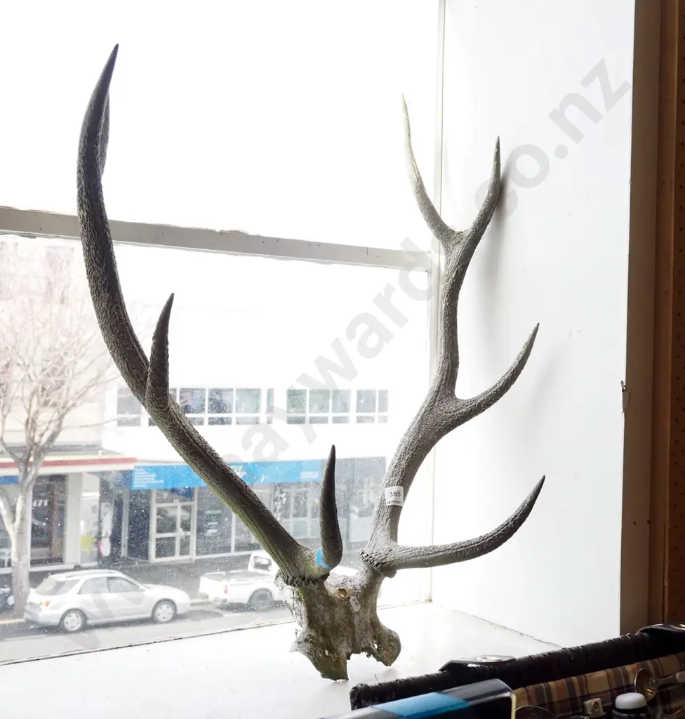 antlers Image 1++