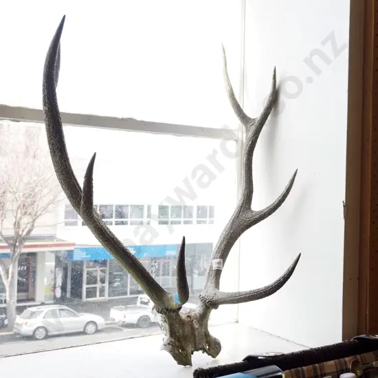 antlers