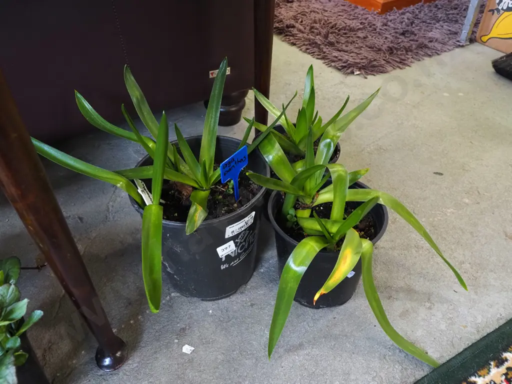 3x potted agapanthus Image 1++