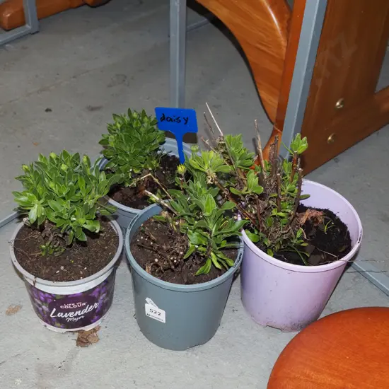 4x potted daisies