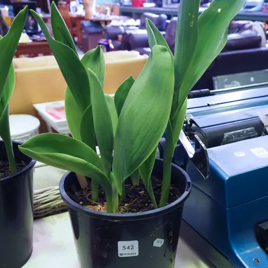 potted tulips
