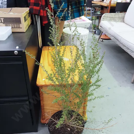 potted manuka