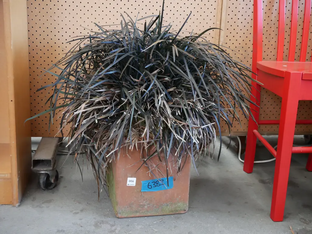 potted mondo grass? Image 1++