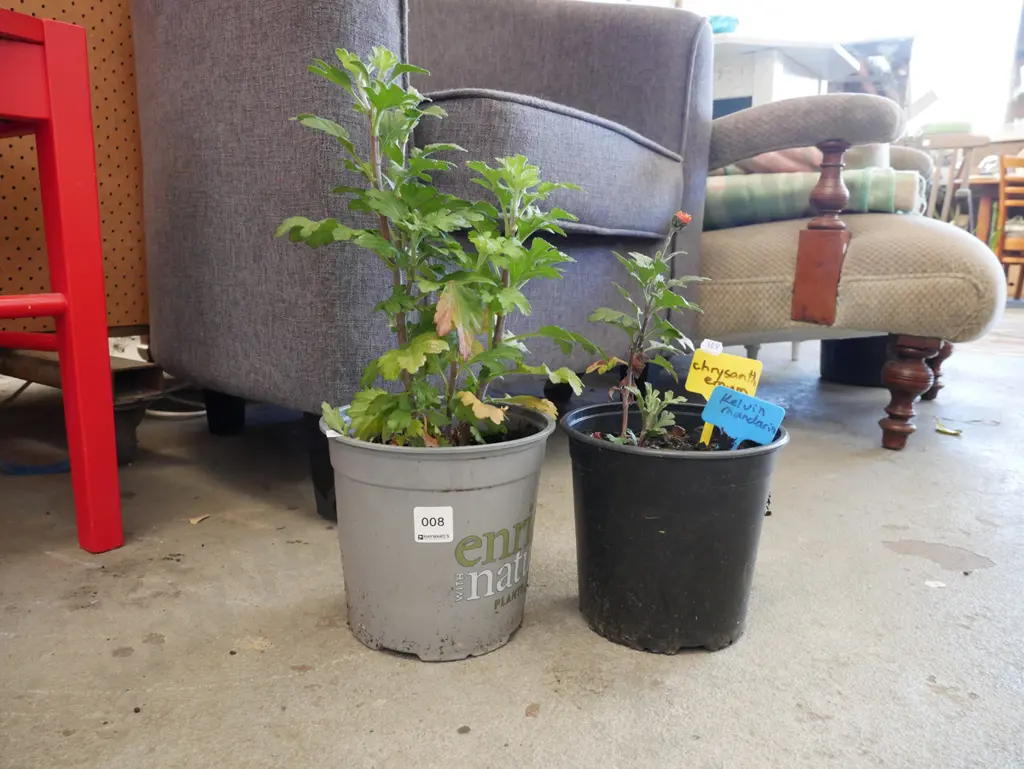 2x potted plants Image 1++