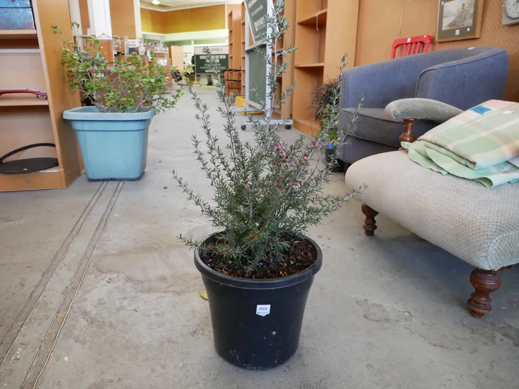 potted kanuka Image 1++