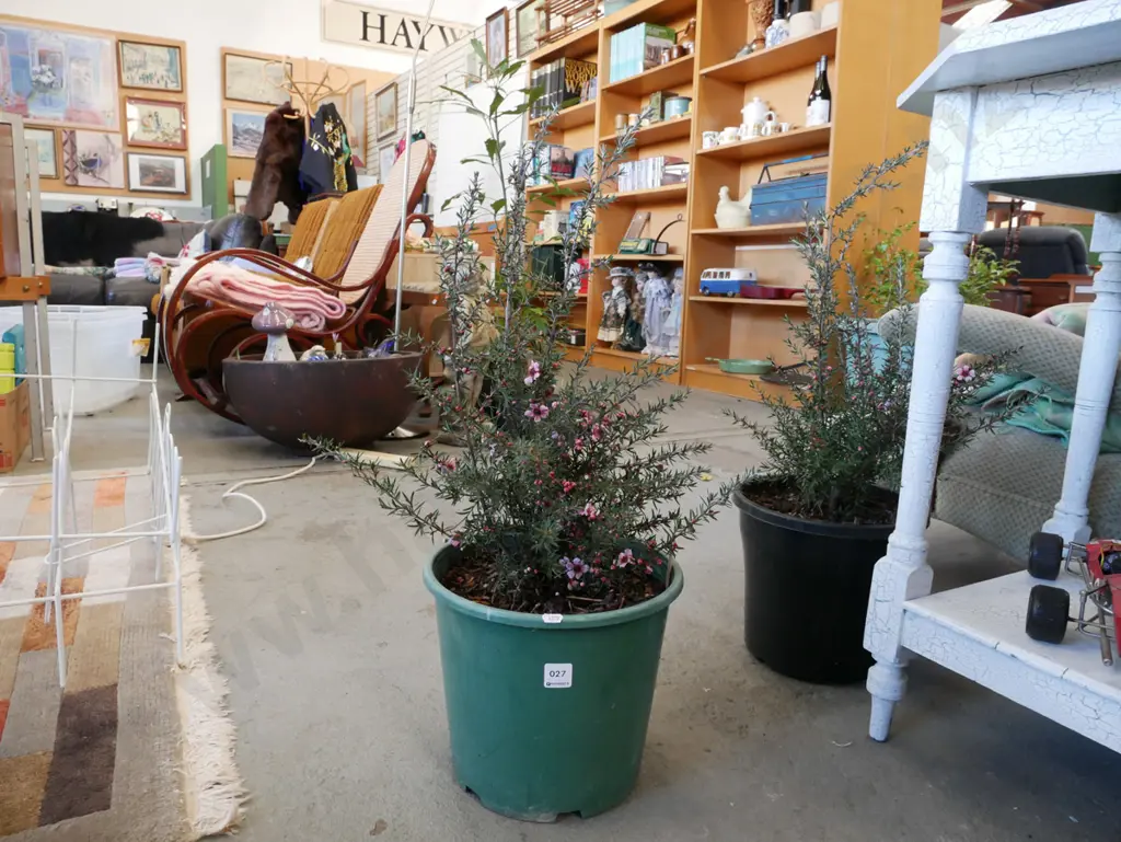 potted kanuka Image 1++