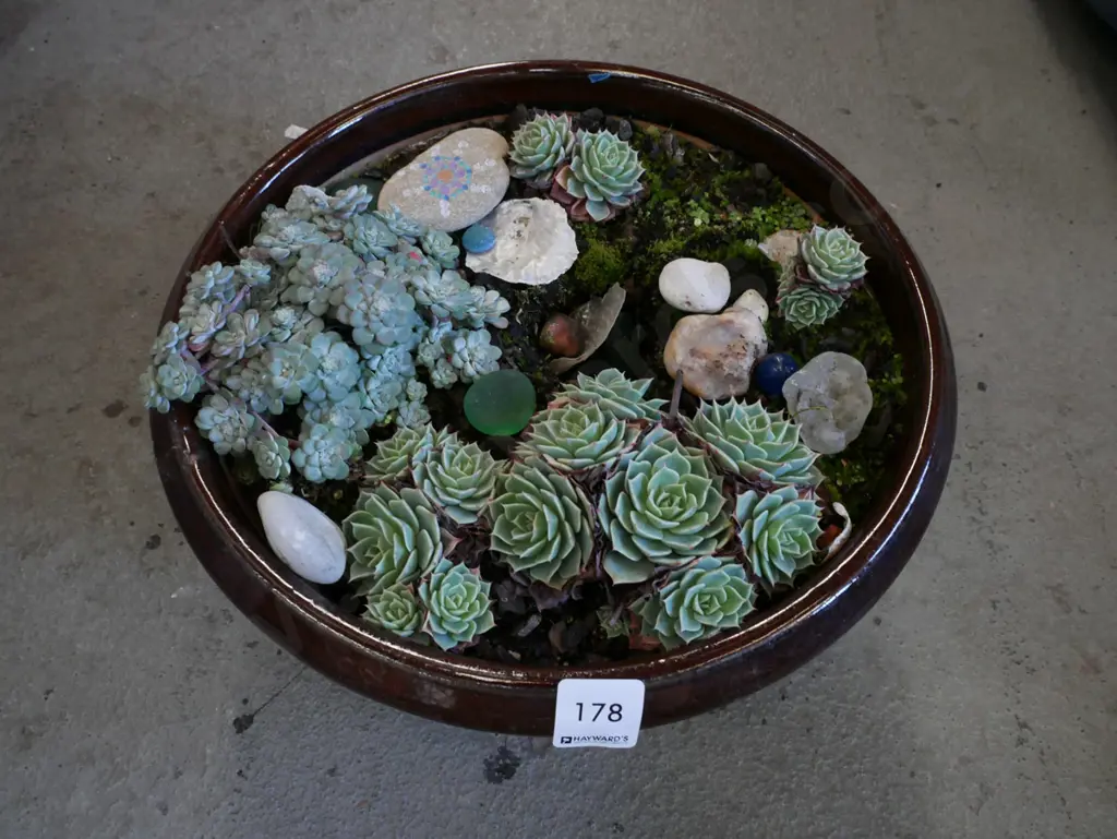succulents in glazed planter Image 1++