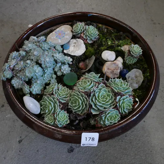 succulents in glazed planter
