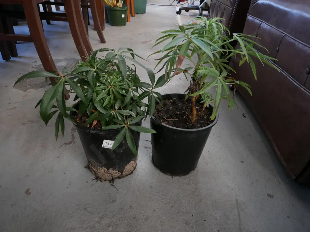 2x potted hellebores Image 1++