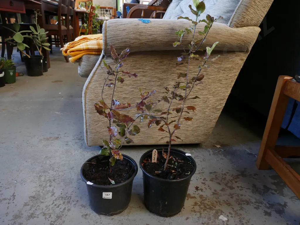 2x potted red matipo Image 1++