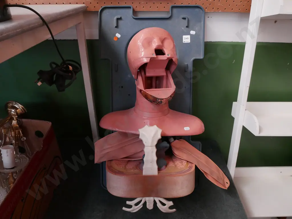 unusual anatomical figure - lungs Image 1++