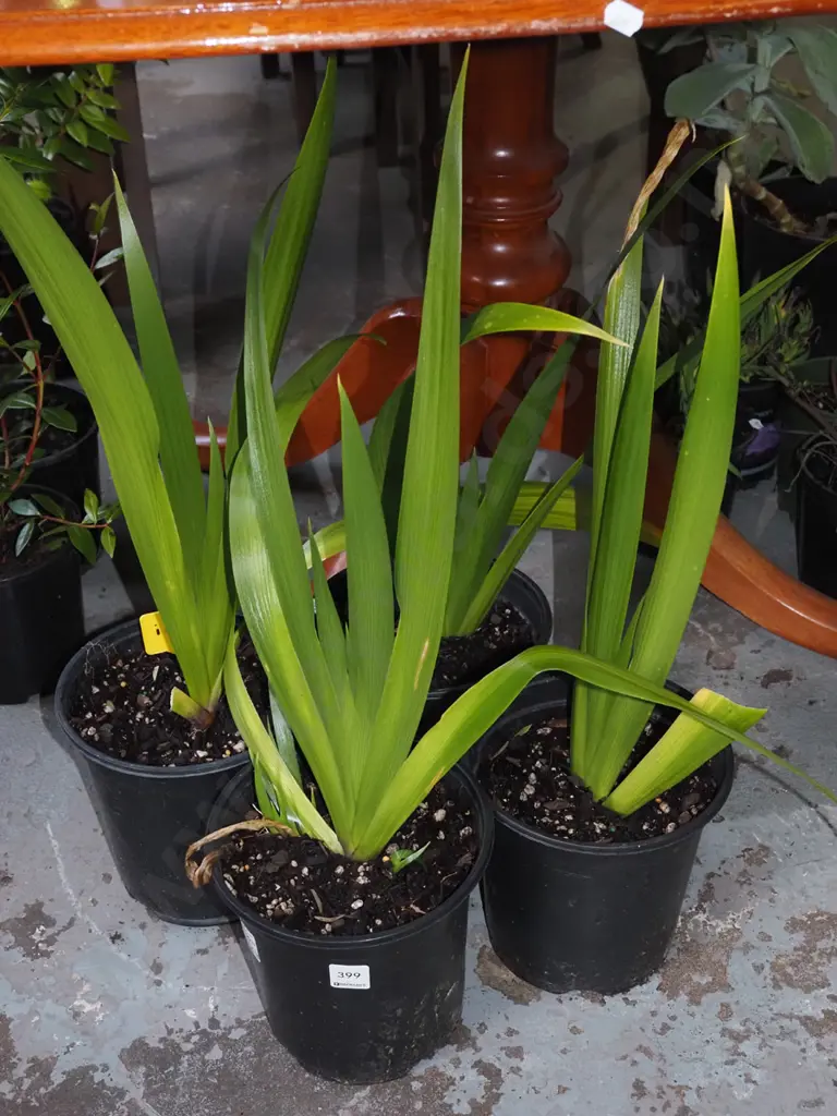 4x potted large irises Image 1++