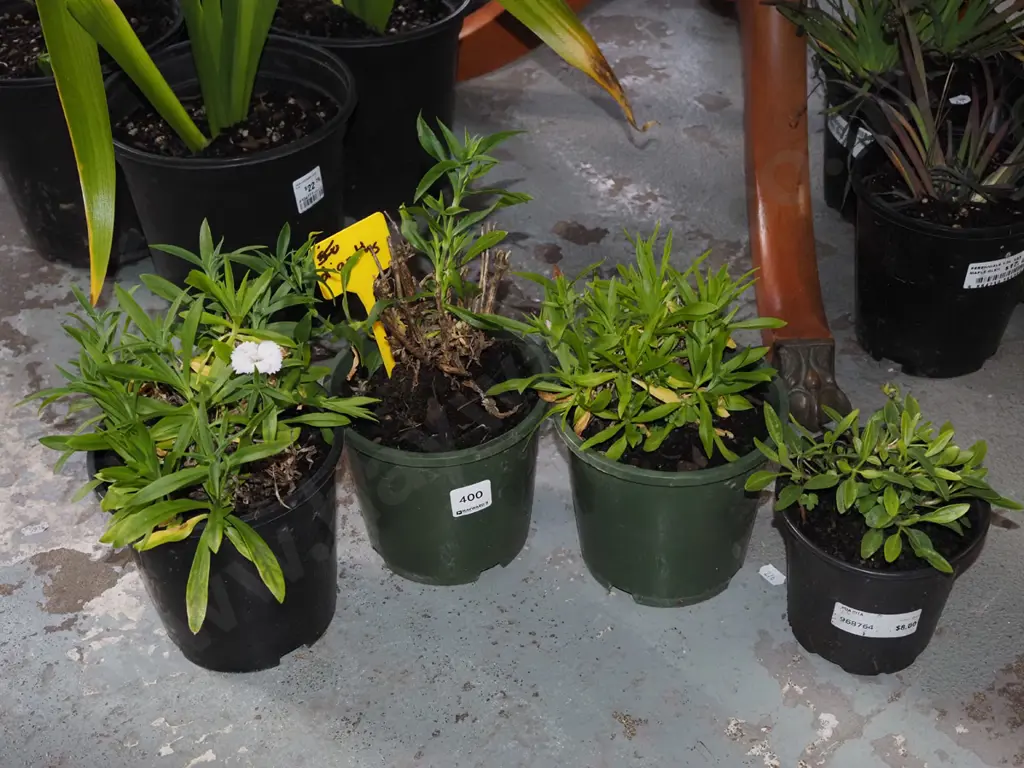4x potted dianthus Image 1++