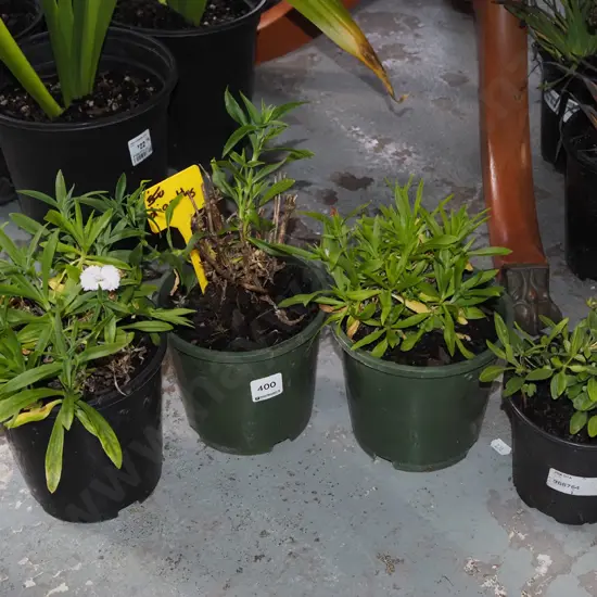 4x potted dianthus