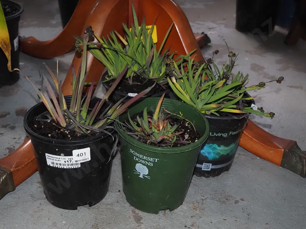 4x potted yellow eyed grasses Image 1++